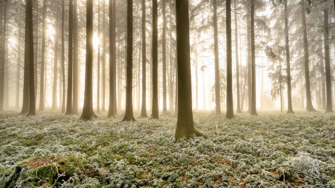 a forest with trees and fog