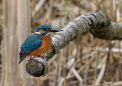 Eisvogel