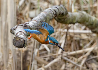 Eisvogel