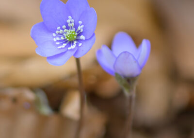 Leberblümchen