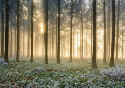 Wald Nebel gefroren