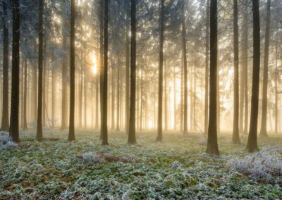 Nebelwald mit Sonnenstrahlen und Bäumen