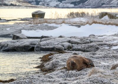 lofoten 6027018 260120 134806